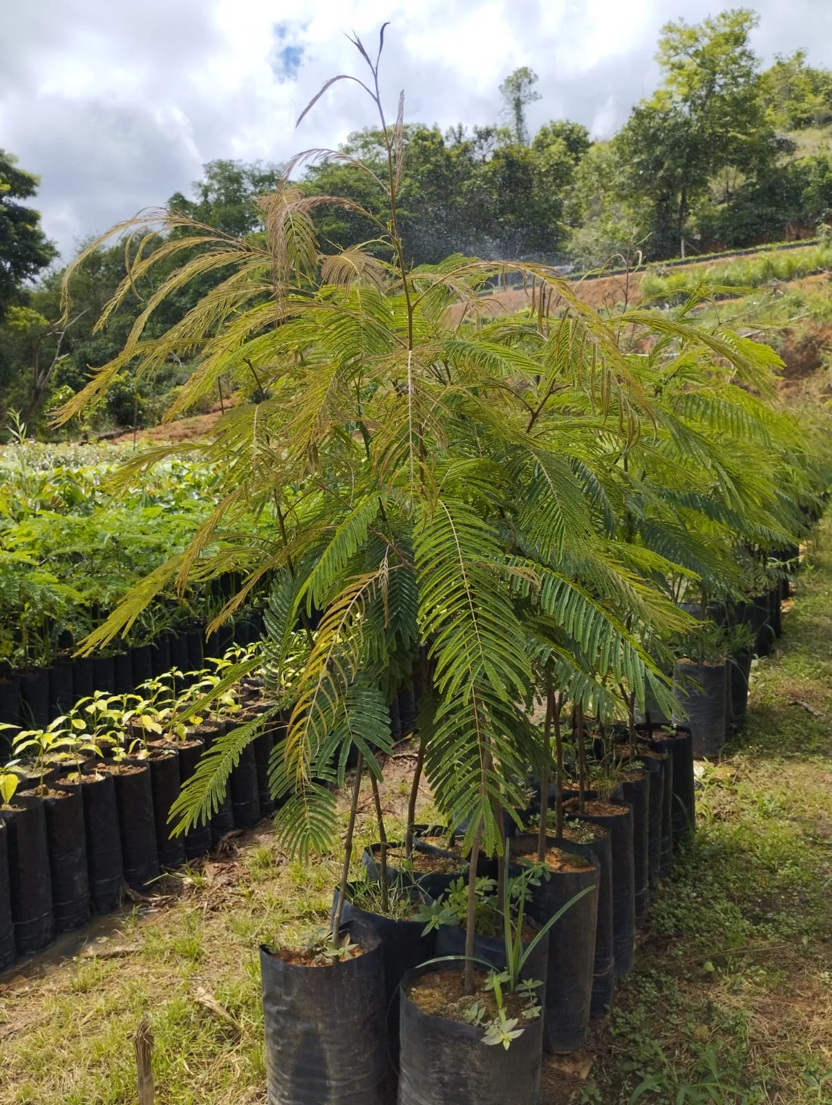 Imagem do artigo: Angico (Anadenanthera colubrina): Características e Aplicações