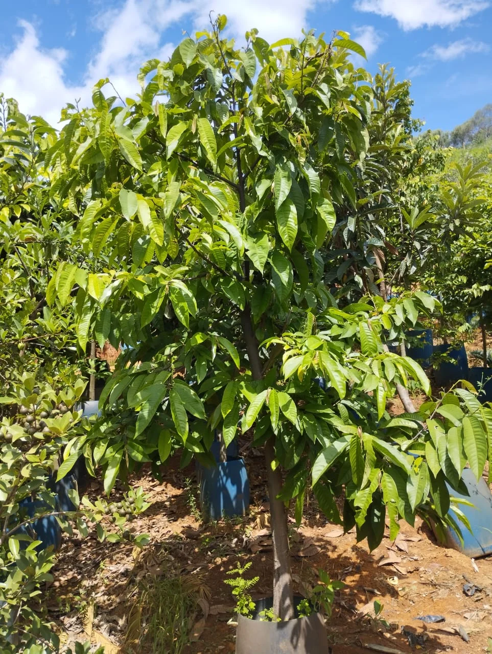 Imagem do artigo: Café (Coffea arabica): A Planta e Suas Características