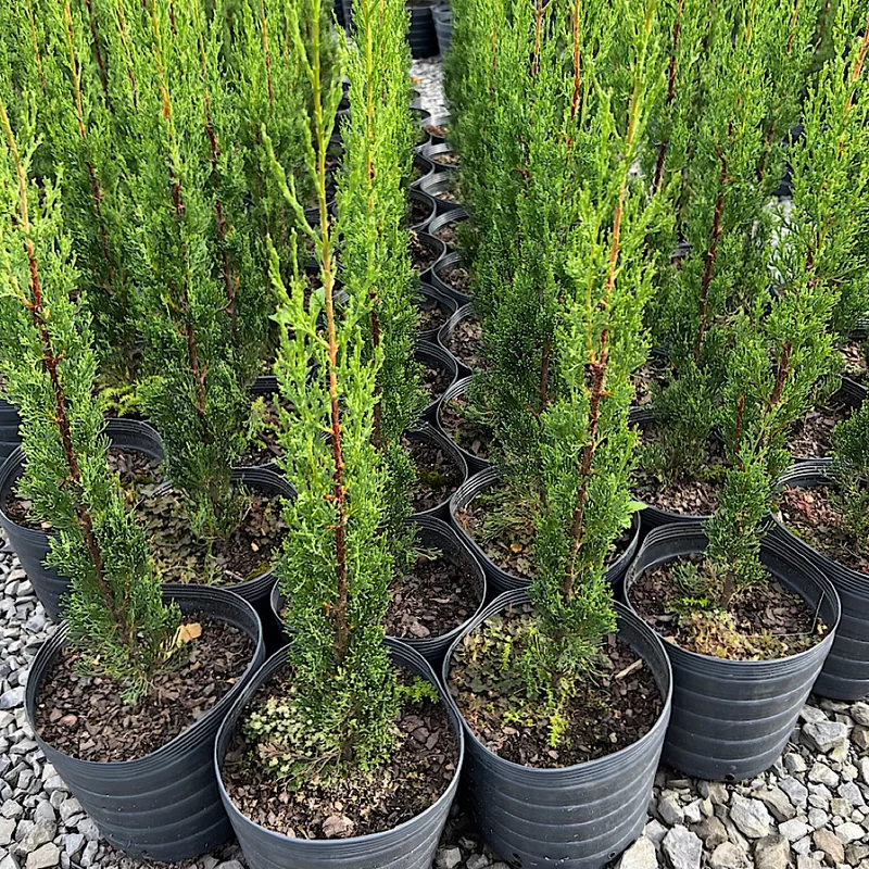 Imagem do artigo: Cipreste Italiano (Cupressus sempervirens)