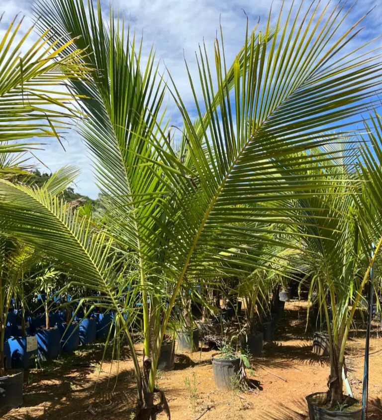 Imagem do artigo: Coco (Cocos nucifera): Versatilidade, Sabor e Saúde em Um Só Fruto