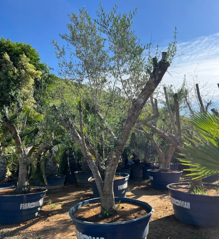 Imagem do artigo: Oliveira (Olea europaea)