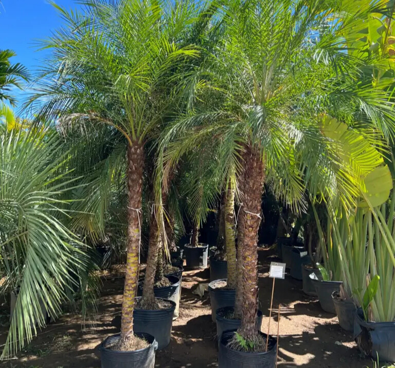 Imagem do artigo: Palmeira Fênix (Phoenix roebelenii): Beleza e Versatilidade no Paisagismo