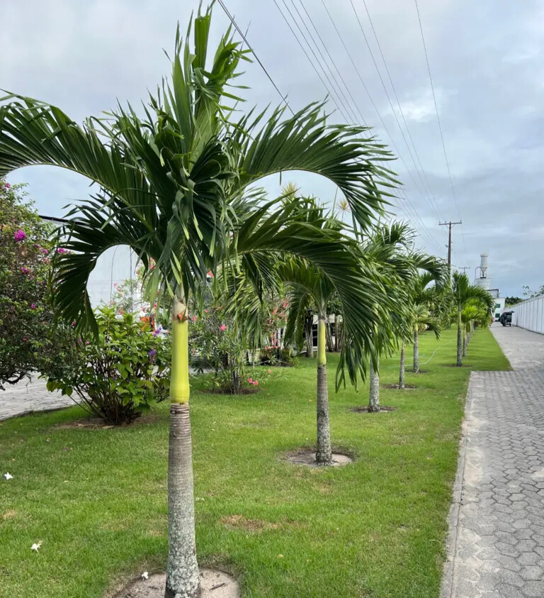 Imagem do artigo: Palmeira Veitchia (Veitchia merrillii): Beleza Tropical no Paisagismo