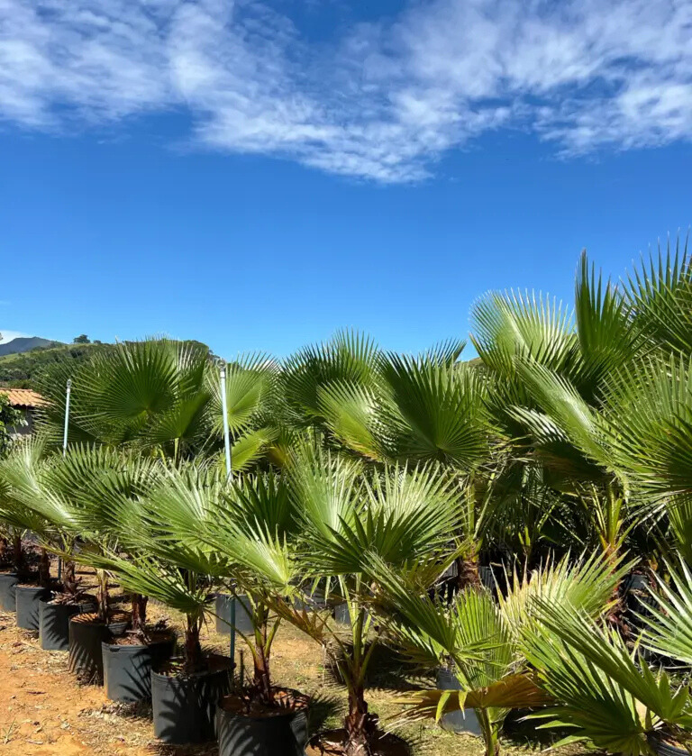 Imagem do artigo: Palmeira Washingtonia (Washingtonia filifera): Beleza e Imponência no Paisagismo