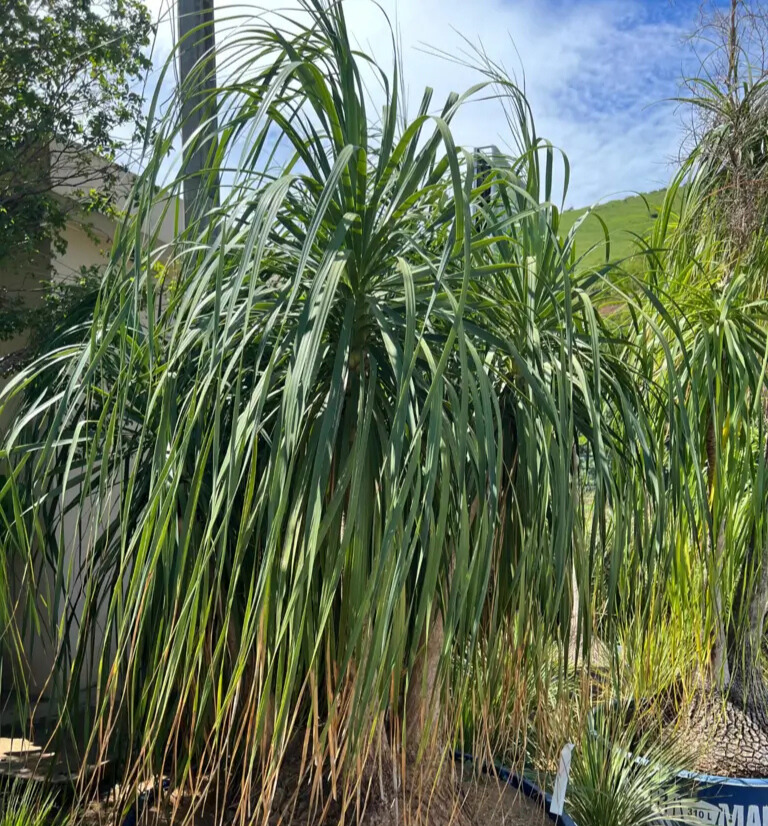 Imagem do artigo: Pata de Elefante (Beaucarnea Recurvata)