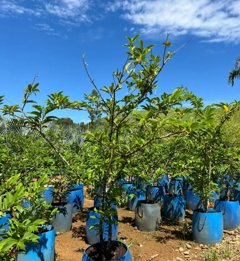 Imagem do artigo: Pinha (Annona squamosa): A Fruta do Conde e Seus Benefícios