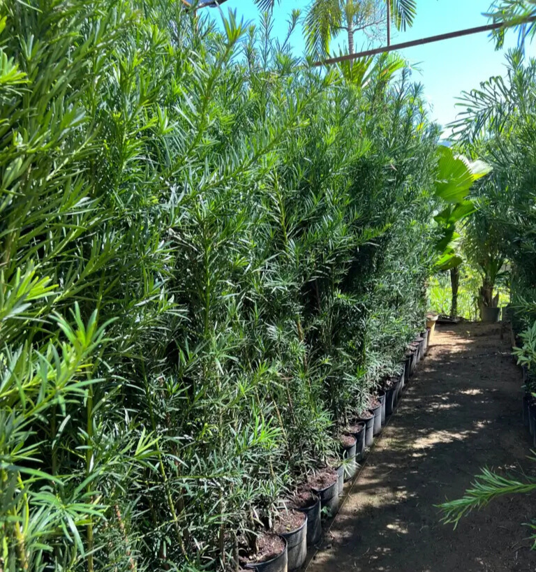 Imagem do artigo: Podocarpo (Podocarpus macrophyllus)