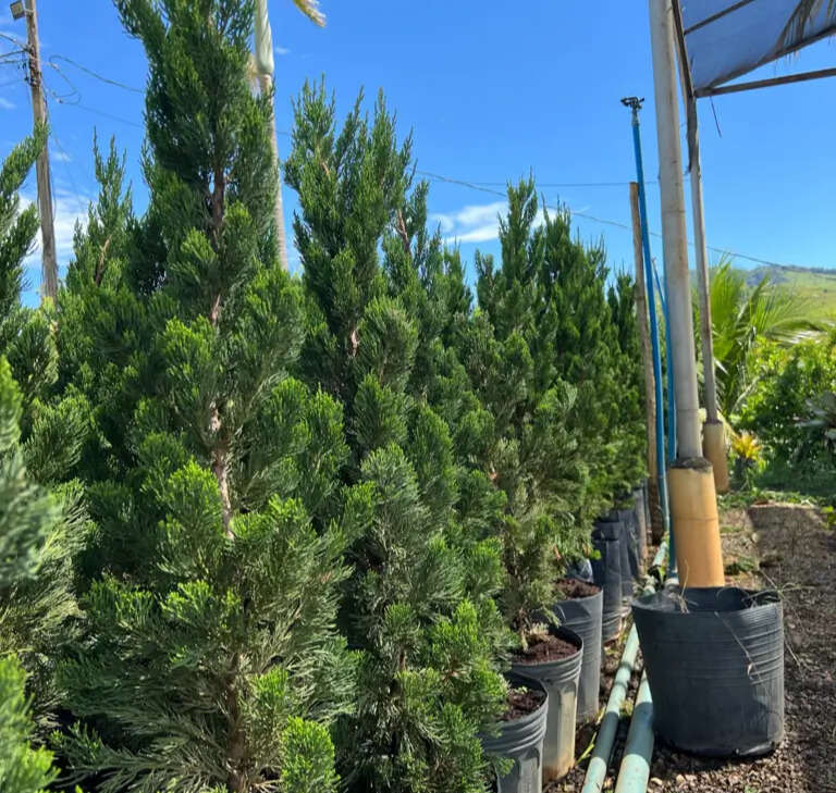 Imagem do artigo: Tuia Kaizuca (Juniperus chinensis torulosa)