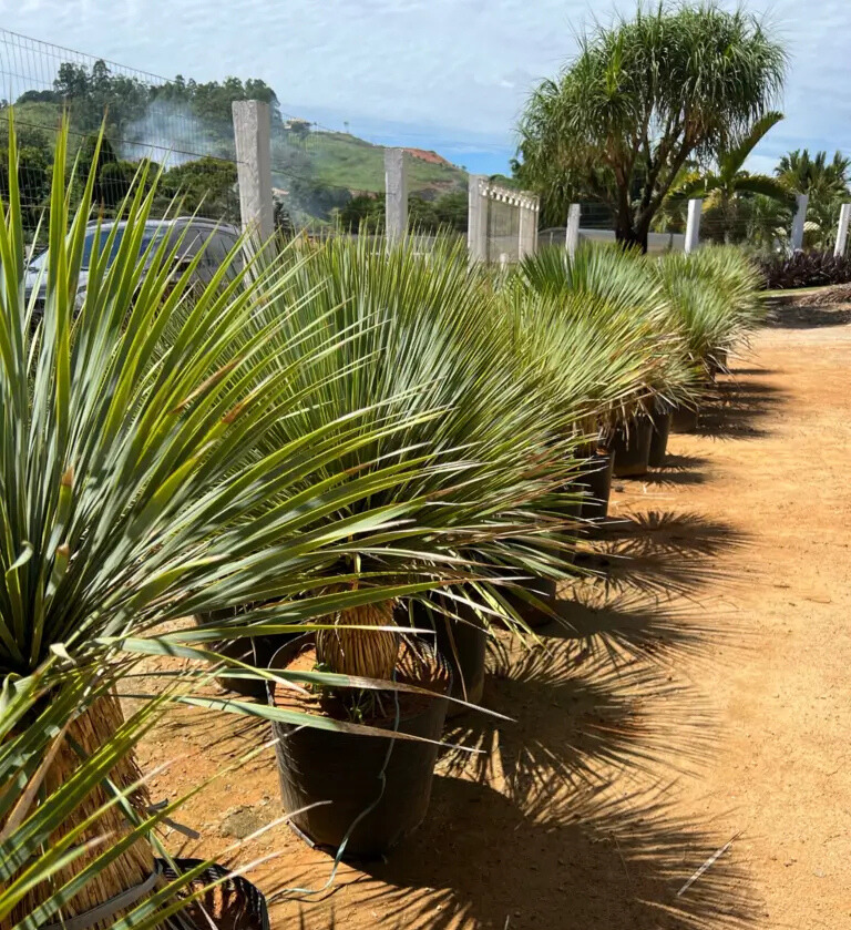 Imagem do artigo: Yucca Rostrata (Yucca Azul)
